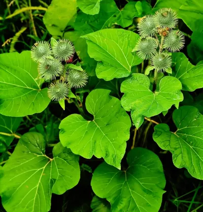 Illustration dock - Image 1