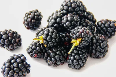 Illustration blackberries - Image 2