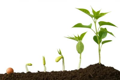 Illustration organic - Image 1