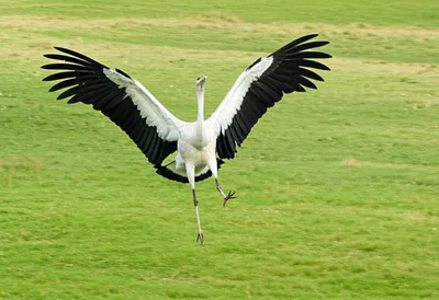 Illustration crane - Image 1