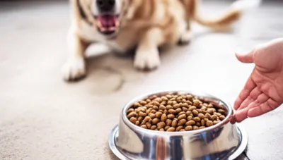 Illustration dinner - Image 1