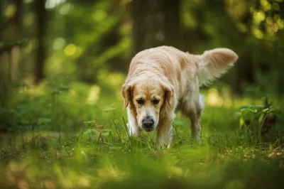 Illustration scenting - Image 1