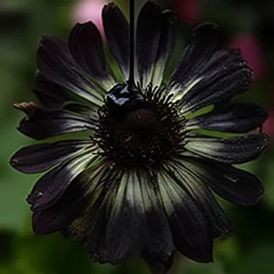 Illustration poisons - Image 1