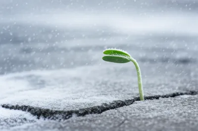 Illustration hardy - Image 1