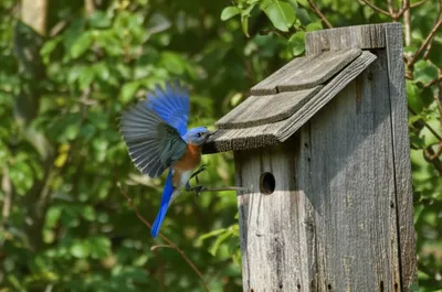Illustration perching - Image 1
