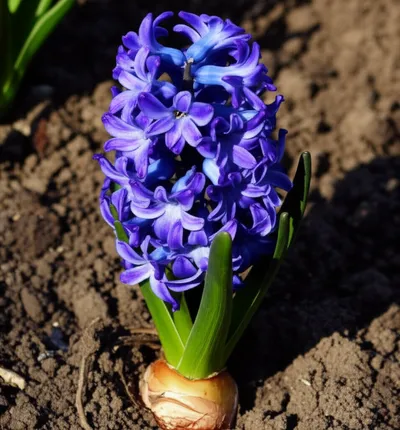 Illustration hyacinth - Image 1