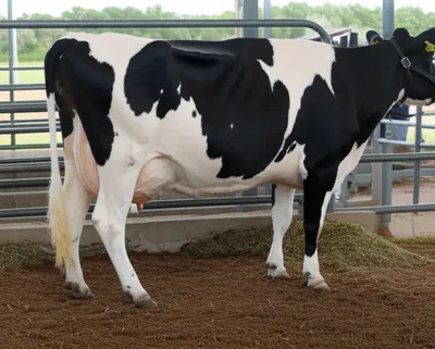 Illustration freshen - Image 1