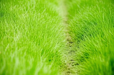 Illustration trailed - Image 1