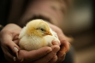 Illustration softest - Image 1