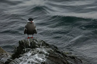 Illustration stern - Image 1