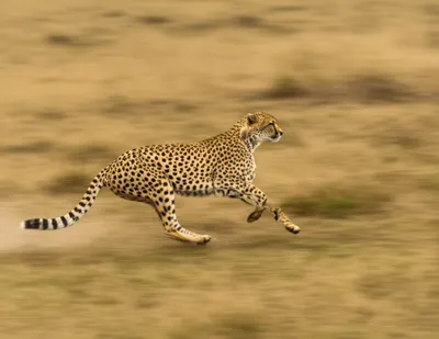 Illustration expedient - Image 1