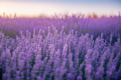 Illustration mauve - Image 1