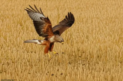 Illustration pouncing - Image 1