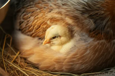 Illustration nuzzling - Image 1