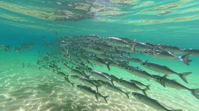 Illustration shoaling - Image 1