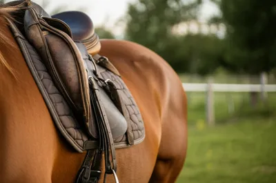 Illustration saddles - Image 1