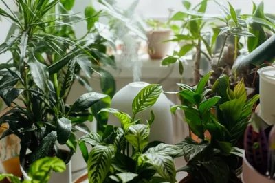 Illustration humidifying