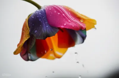 Illustration umbrella - Image 1