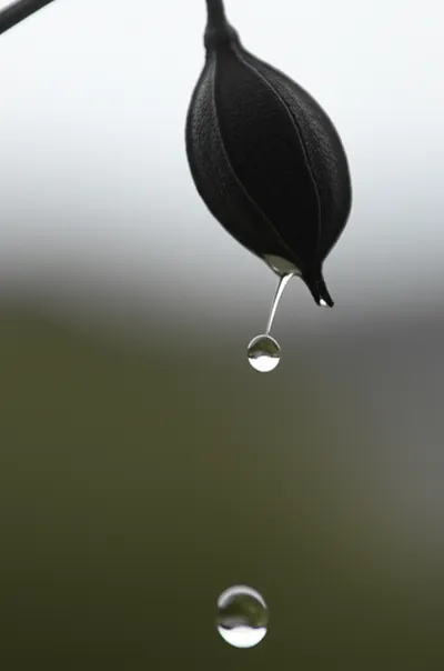 Illustration spit - Image 1