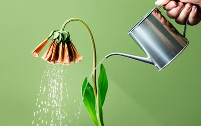 Illustration resuscitated