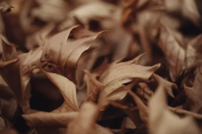 Illustration rustle - Image 1