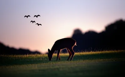 Illustration crepuscular - Image 1