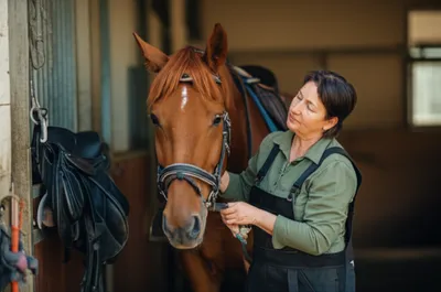 Illustration horsey - Image 1