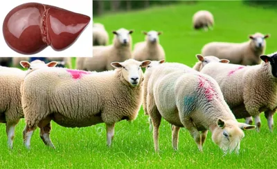 Illustration cores - Image 1