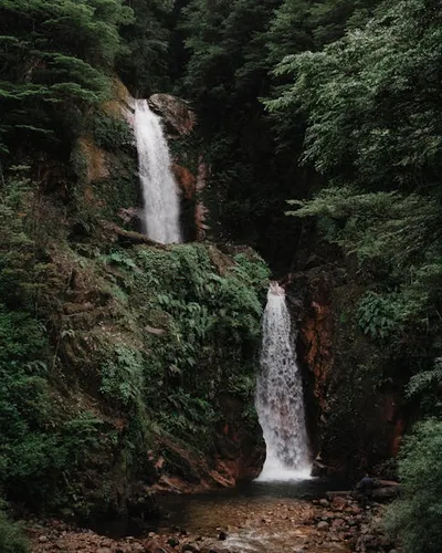 Illustration jungles - Image 2