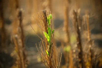 Illustration rearing - Image 1