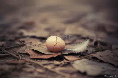 Illustration twitters - Image 1