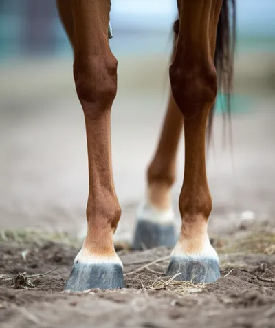 Illustration splint - Image 1