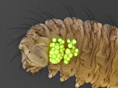 Illustration scute - Image 1