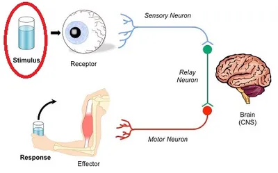 Illustration stimuli - Image 2