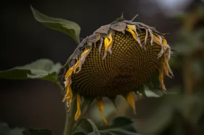 Illustration droops - Image 1