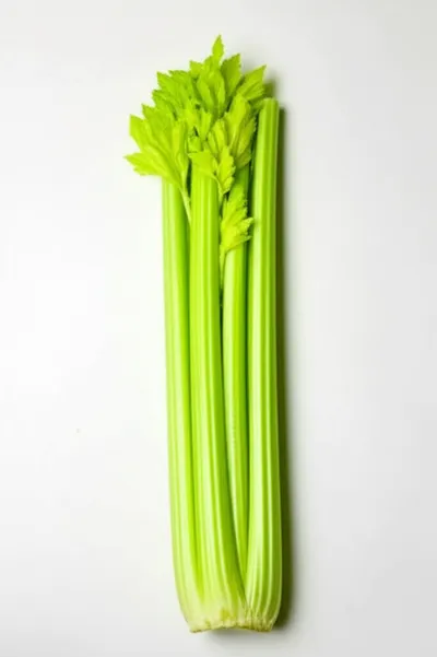 Illustration ribs - Image 1