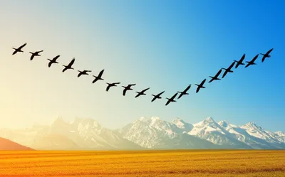 Illustration migrates - Image 1