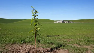 Illustration properties - Image 1