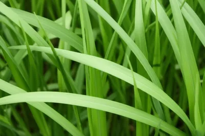 Illustration straps - Image 1