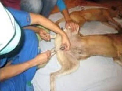 Illustration castration - Image 2