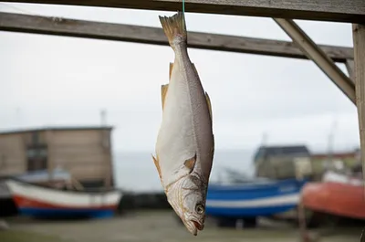 Illustration stockfish - Image 1