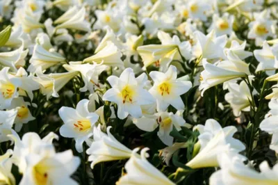 Illustration fairest - Image 1