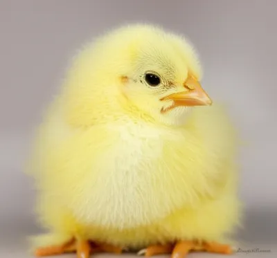 Illustration fluffy - Image 1