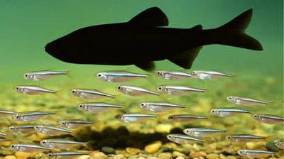 Illustration fry - Image 1