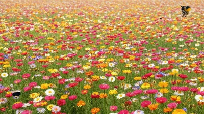 Illustration blows - Image 1