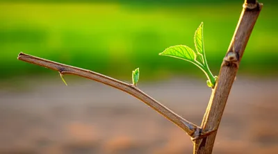 Illustration revive - Image 1