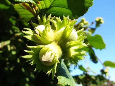 Illustration hazelnuts