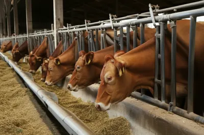 Illustration stanchions - Image 1