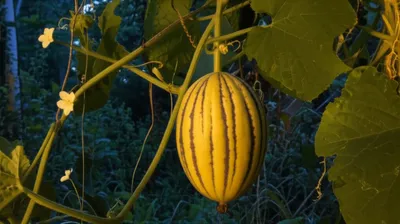 Illustration pepino - Image 1