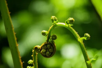 Illustration expands - Image 1